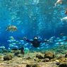 Mau Snorkeling di Laut, Latihan Dulu di Umbul Ponggok Klaten