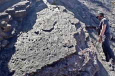 Fosil Hutan Tertua di Dunia Ditemukan, Berusia 390 Juta Tahun dengan Jejak Artropoda