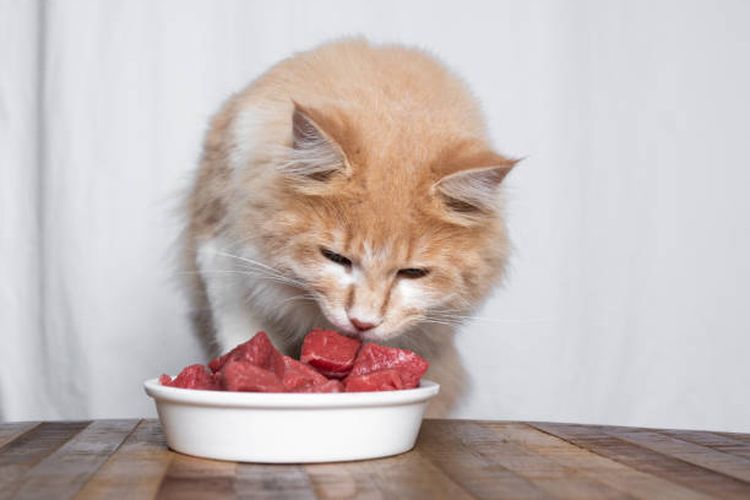 Kucing adalah karivora obligat yang membutuhkan daging agar tetap bugar dan sehat.