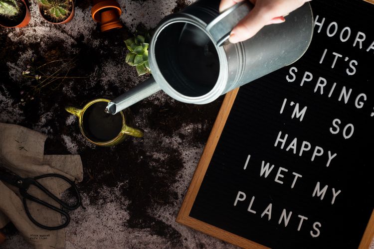 Jangan Dibuang, Gunakan Limbah Kopi untuk Menyuburkan Tanaman