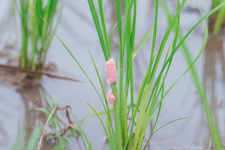 Telur keong mas pada persemaian padi