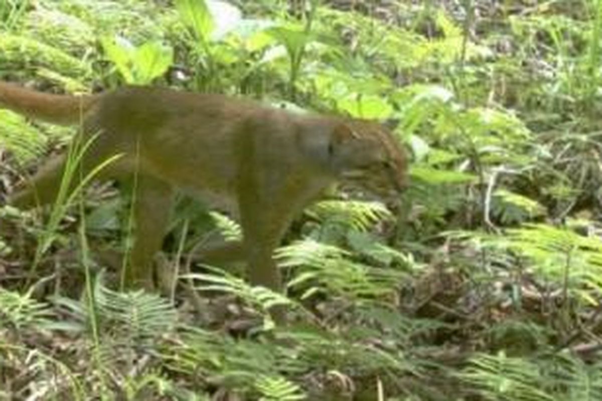 Kucing Merah (Pardofelis badia) di wilayah hutan lindung Kalabakan, Sabah, Malaysia, tertangkap kamera.