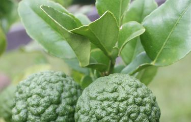 Daun jeruk purut dapat memberikan sejumlah manfaat yang baik untuk tubuh.