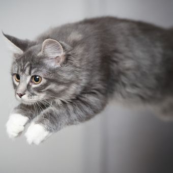 Ilustrasi kucing melompat. 