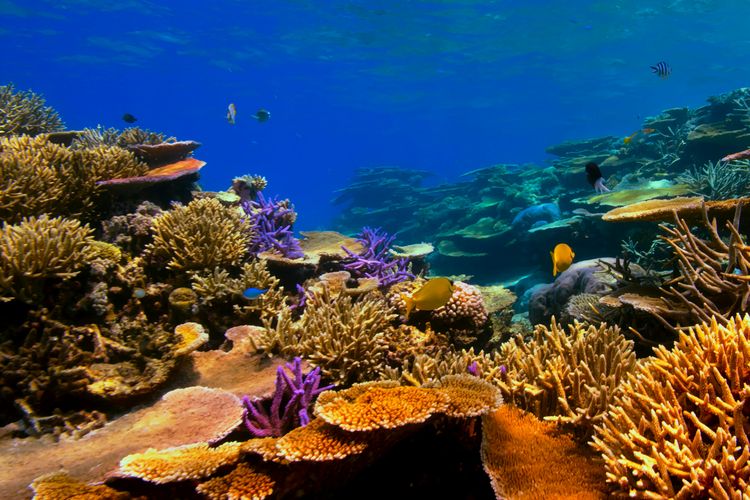 Fungsi ekosistem terumbu karang.