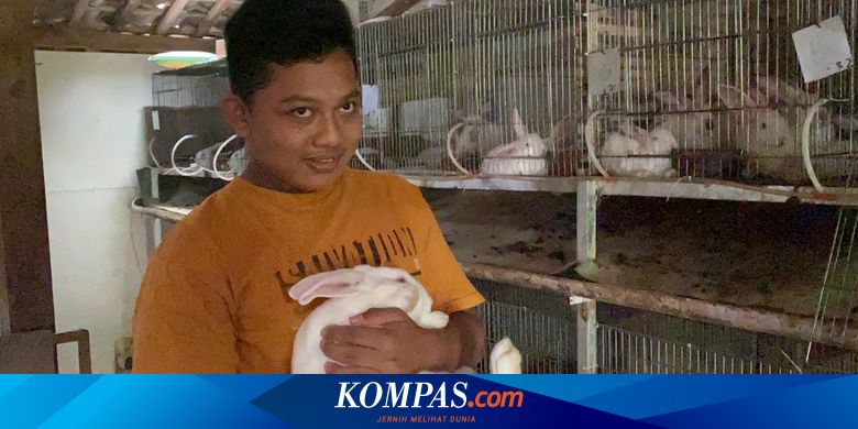 Cerita Pelajar SMP Jadi Peternak Kelinci, Hasilkan Jutaan Rupiah di Sela Belajar Daring - Vimarsana News