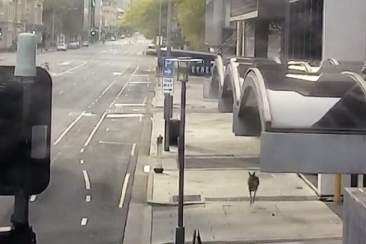 Seekor kangguru melompat-lompat di jalanan kota Adelaide yang kosong seriring diberlakukannya lockdown Australia. Foto ini diambil dari rekaman kamera pengawas yang gambarnya diunggah ke media sosial kepolisian Australia Selatan pada Senin (20/4/2020).