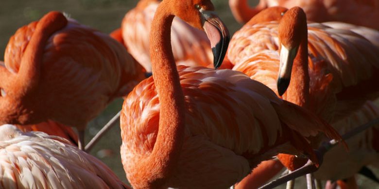 Apakah Keunikan Burung Flamingo Jawaban Tvri 2 September 2020 Sma