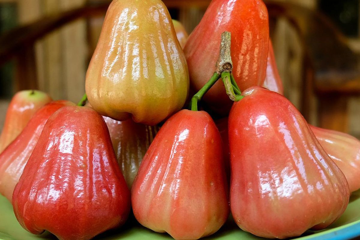 Ilustrasi jambu air.