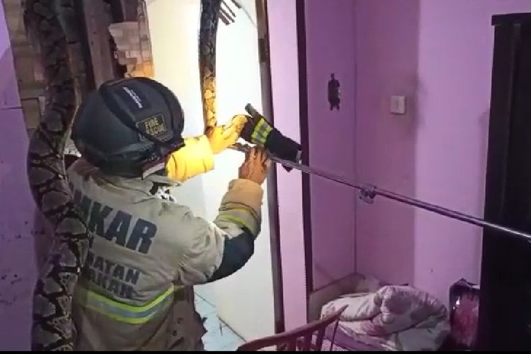 Petugas animal rescue Dinas Satpol PP dan PMK Kota Tarakan Kaltara tengah mengevakuasi ular Sanca Batik sepanjang 4 meter dengan diameter 25 cm dan berat 25 kg di rumah warga. Ular berada di dalam dinding plywood dan berhasil dievakuasi setelah petugas menjebol dinding