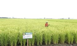 Pengendalian Alih Fungsi Lahan Jadi Strategi Peningkatan Produksi Padi