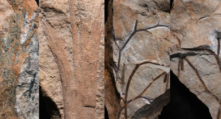 Fosil Hutan Pertama di Dunia Ditemukan, seperti Apa?