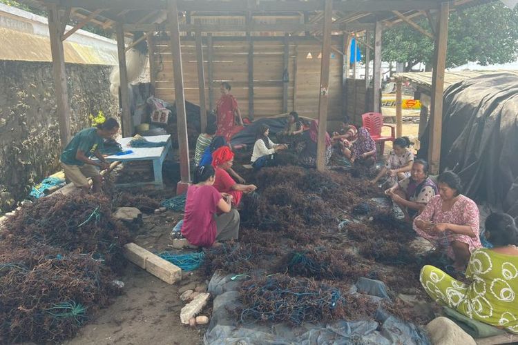 Klaster usaha rumput laut Kampung Pogo. 