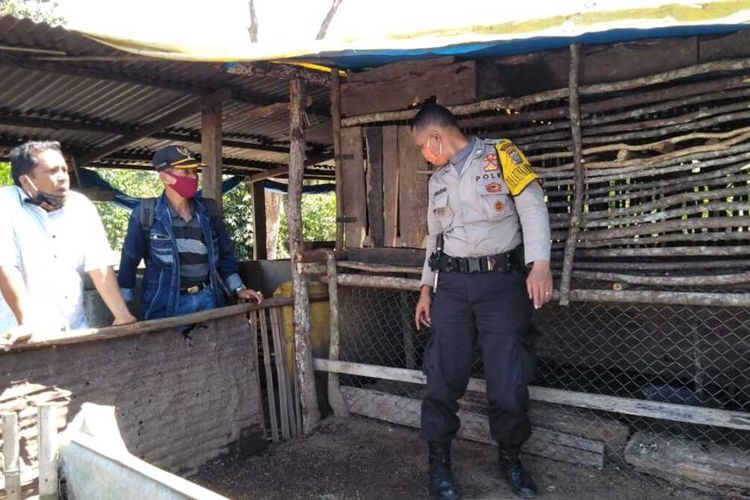 Personel Polisi, unsur Desa dan Kecamatan melihat kondisi tempat ternak milik warga yang dinyatakan mati secara misterius di Dusun Pargompulon, Desa Tonga Pohan, Siborongborong, Tapanuli Utara, Jumat (19/6/2020).