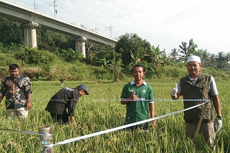 Ratusan Hektare Sawah di Purwakarta Diserang Tikus dan WBC, Petani Tetap Panen Tanpa Rugi