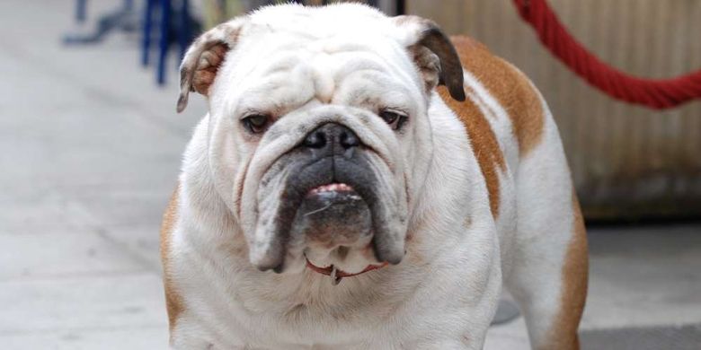 anjing english Bulldog modern