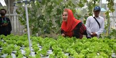 Kagum dengan Teknologi Pertanian di Nusaputera, Mbak Ita: Urban Farming yang Sangat Modern