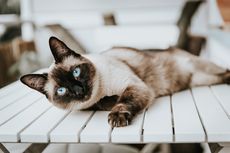 10 Ras Kucing yang Dapat Dipelihara Penderita Alergi