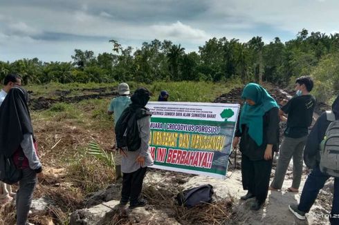 Warga Agam Temukan 53 Butir Telur Buaya di Kebun Sawit