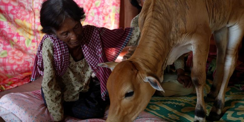 Xnx Cow Bf - Seorang Nenek Menikah dengan Sapi, Percaya Hewan Itu Reinkarnasi Mendiang  Suaminya