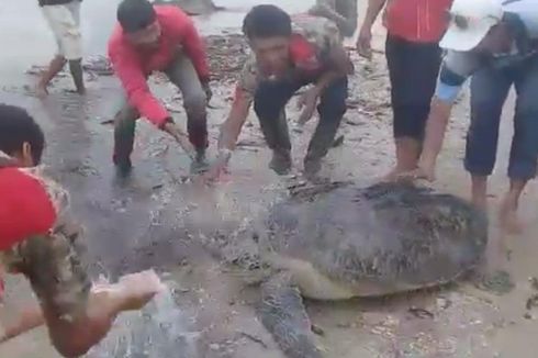 Akibat Tsunami Selat Sunda, 15 Penyu Sisik Terdampar di Pesisir Kalianda