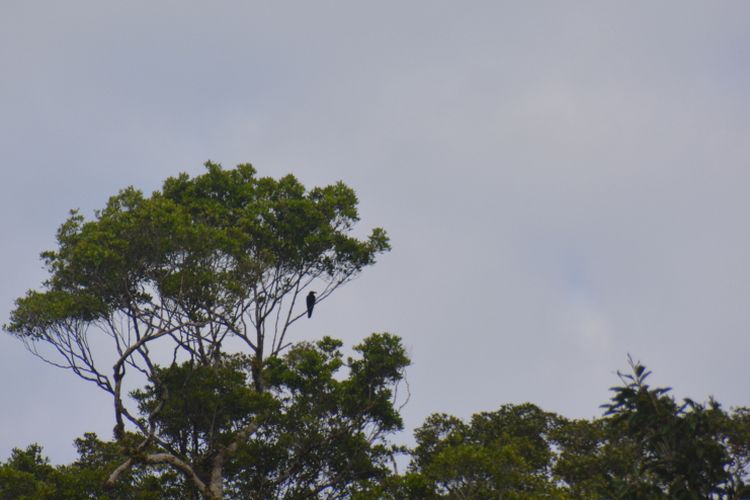 Burung gagak sumba di kawasan hutan Manurara di kawasan Taman Nasional Matalawa Sumba, NTT, Rabu (8/8/2018).