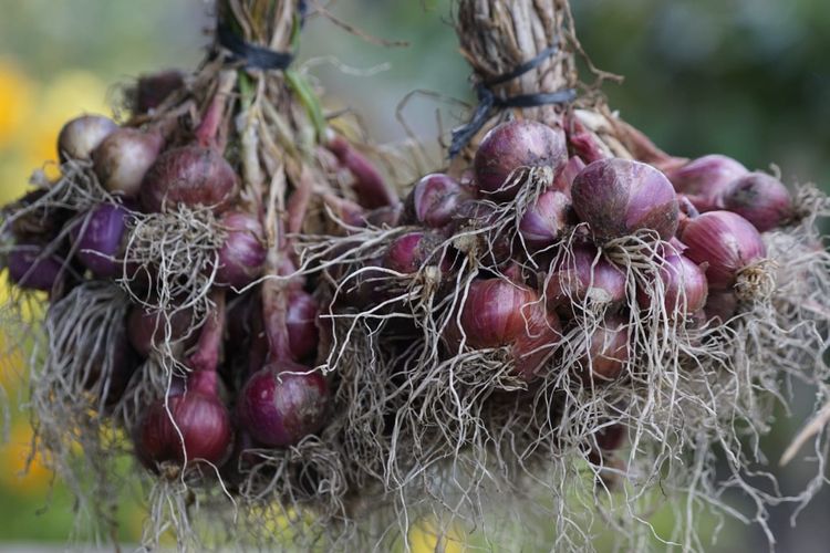 Salah satu jenis produk pertanian hortikultura yaitu bawang merah di Food Estate Humbang Hasundutan, Sumatera Utara sudah mulai memasuki panen.