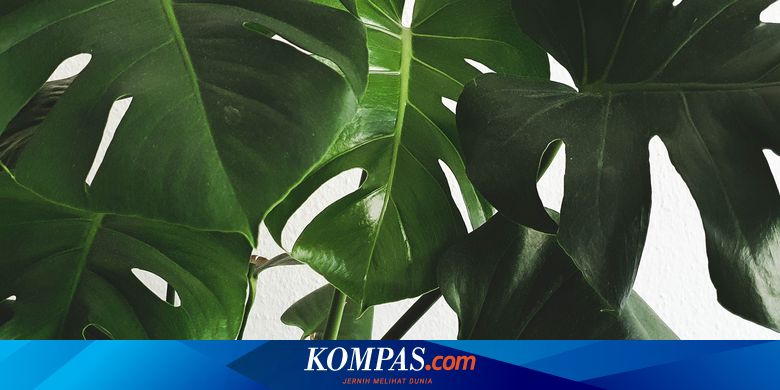 7 Penyebab Bercak Cokelat pada Daun Monstera