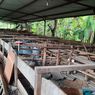 Cerita Wari, Pemilik Lahan yang Dikontrak ACT untuk Peternakan Kambing di Blora