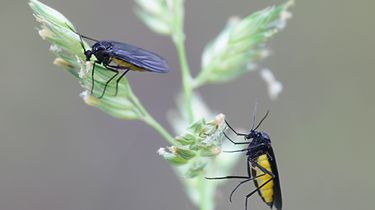 Cara Mudah, Ampuh, dan Alami Membasmi Agas di Kamar Mandi