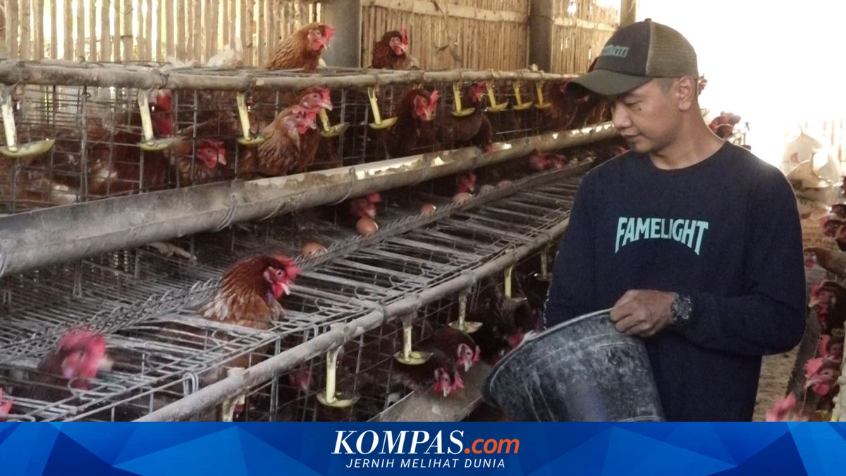 Curhat Peternak Kebumen: Produksi Telur Melimpah, Harga Malah Anjlok