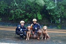 Pencarian Korban Longsor di Puncak, Petugas Terjunkan 2 Anjing Pelacak