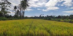 Kabar Baik, Kabupaten Muna di Sulawesi Tenggara Masuk Masa Panen Raya