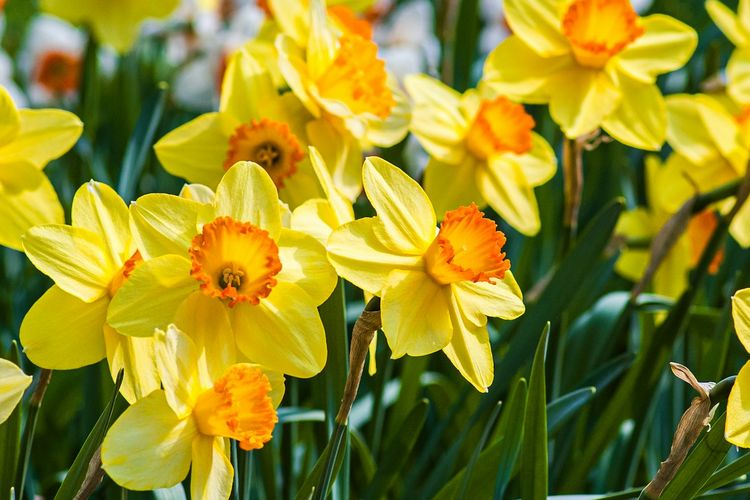 Ilustrasi bunga daffodil.