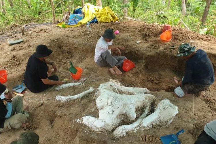 Tim Museum Geologi Bandung melaksanakan ekskavasi fosil gajah purba atau stegodon, Jumat (17/10/2025). Fosil itu ditemukan di kawasan Hutan Tritik, Desa Tritik, Kecamatan Rejoso, Kabupaten Nganjuk. 