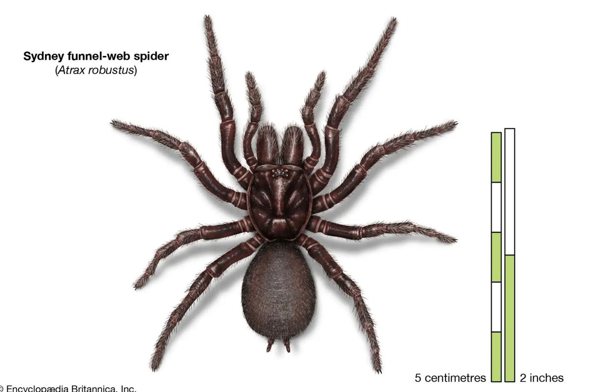Funnel-web Spiders