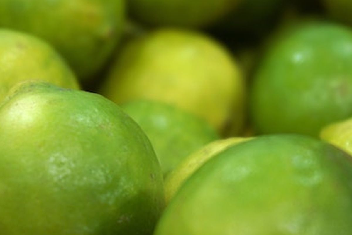 Ilustrasi jeruk limau, jeruk limo