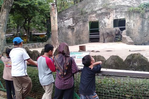 9 Syarat Wisata ke Taman Margasatwa Ragunan, Anak-anak Sudah Bisa Berkunjung