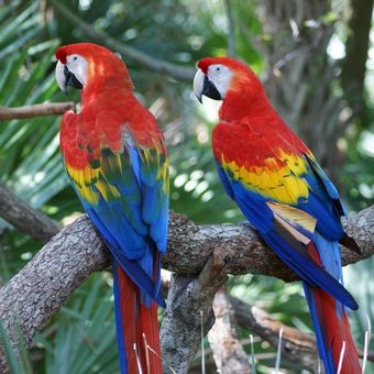 Ilustrasi burung macaw.