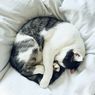 Ilmuwan Sebut Kucing Rumahan Bisa Bantu Temukan Pengobatan Kanker Baru bagi Manusia