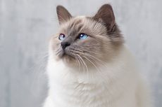 7 Ras Kucing Bermata Biru yang Lucu dan Menggemaskan