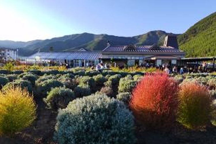 Hamparan bunga Lavender yang bermekaran Oishi Park atau Taman Oishi. Lokasinya tak jauh dari Danau Kawaguchi yang merupakan satu dari lima danau paling indah di Gunung Fuji, Jepang.