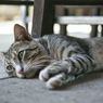 Tanda-tanda Kucing Merasa Bosan dan Kesepian