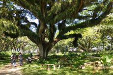 Wisata De Djawatan Banyuwangi, Ada 805 Pohon Berumur 150 tahun