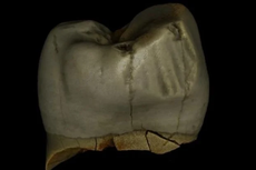 Bersihkan Gigi jadi Keseharian Manusia Purba Neanderthal, Ini Buktinya