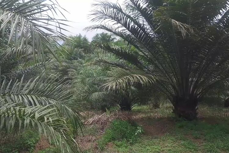 Sarana dan prasarana (Sarpras) kelompok tani kelapa sawit di Luwu Timur, Sulawesi Selatan yang telah diusulkan oleh 8 kelompok tani dinilai lambat direspon oleh pemerintah, Selasa (21/10/2025)