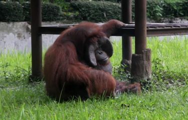 Kok Orangutan Bisa Merokok, Begini Kata Dokter Hewan...