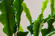 Fishbone Cactus, Tanaman yang Diprediksi Populer di 2021