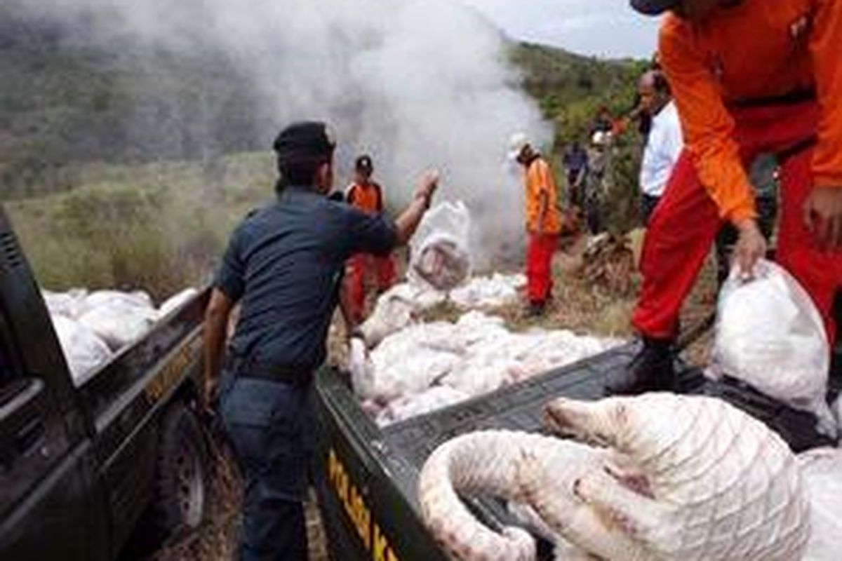 RENGGILING SELUNDUPAN - Sebanyak 360 ekor trenggiling (Manis Javanica) yang disita Polsekta Banjarmasin Selatan dari rumah Ferry, warga Banjarmasin, dimusnahkan aparat Dinas Kehutanan dan BKSDA Kalsel di Tahura Sultan Adam Mandiangin, Kabupaten Banjar, Kamis (17/4). 