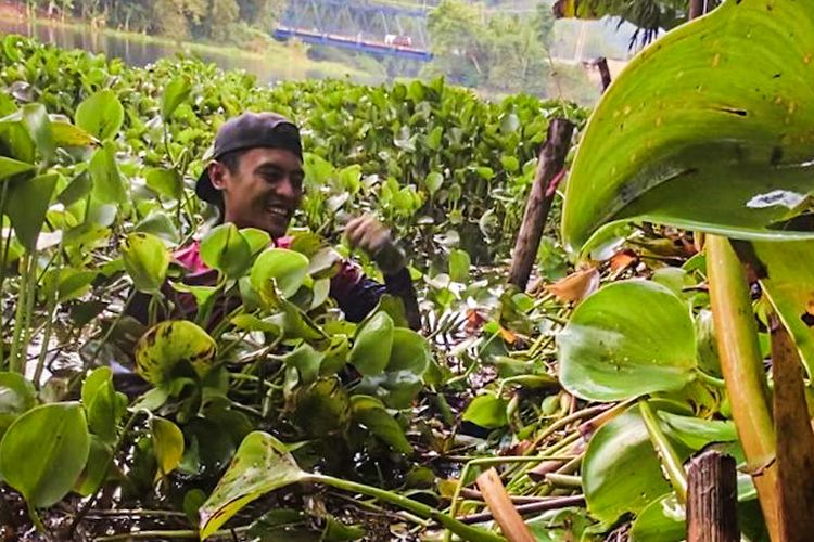 Jalan Sunyi Mang Kiclik: Bersihkan 500 Kg Eceng Gondok dari Waduk Saguling Setiap Hari